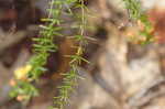 Coastal plain St. Johns wort